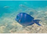 Tropical Fish