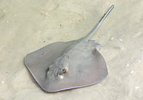 Stingray