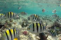 Tropical Fish