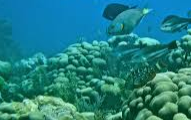 Coral Reef